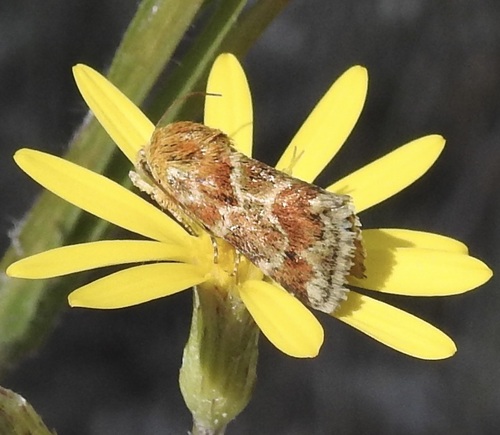 Schinia petulans