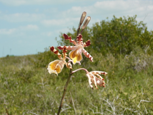Christina’s Ant-loving Orchid