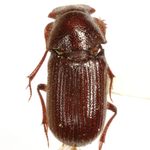 Euparia castanea