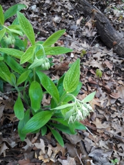 Lithospermum helleri