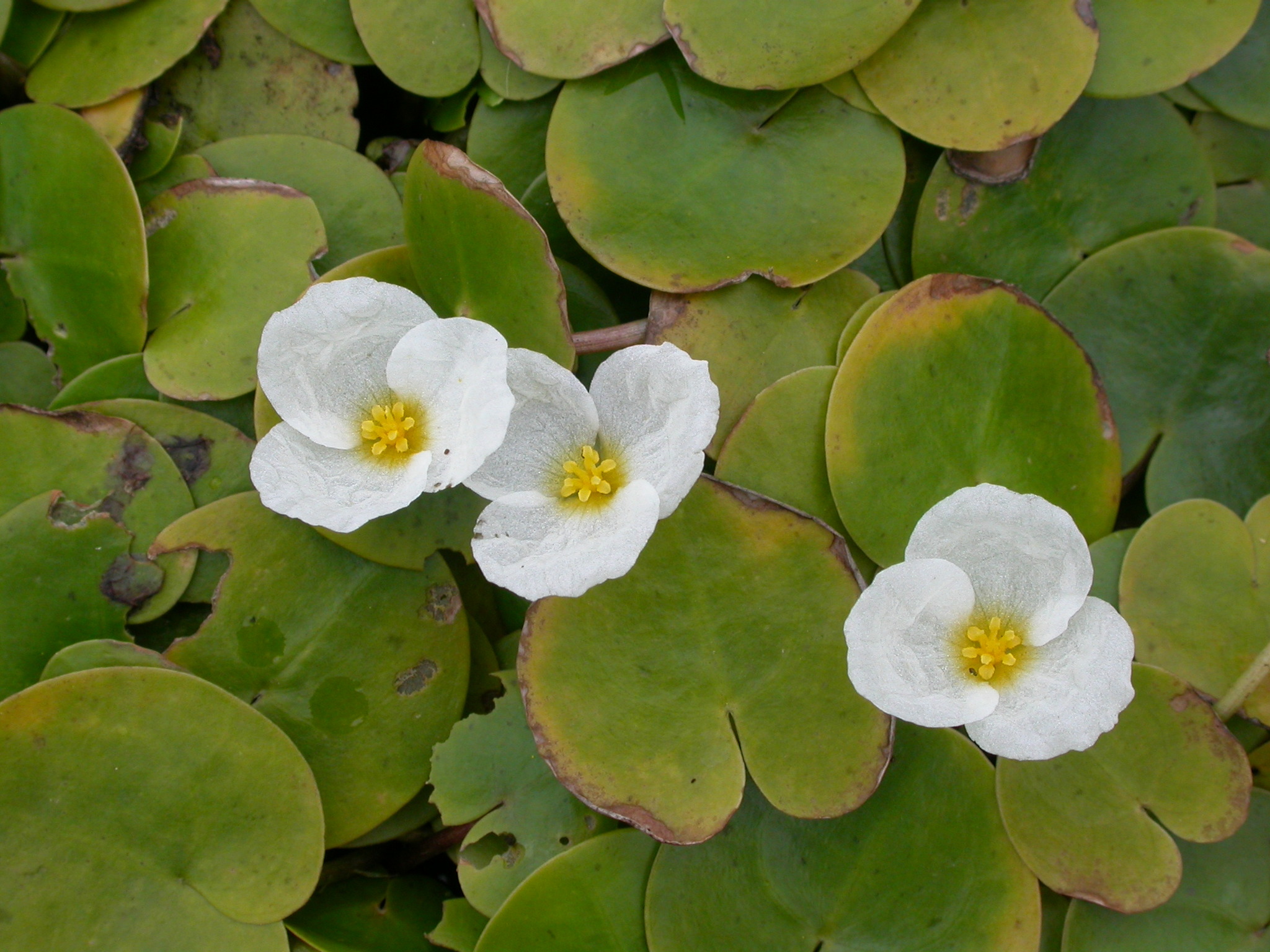 Hydrocharis