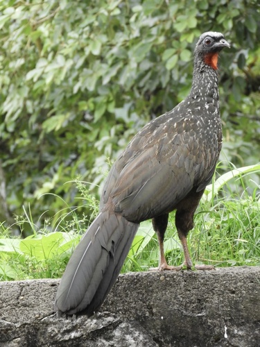 Dusky-legged Guan
