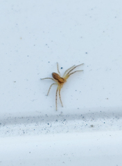 Philodromus