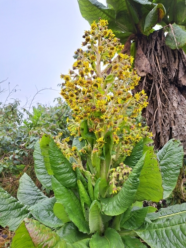 Dendrosenecio erici-rosenii
