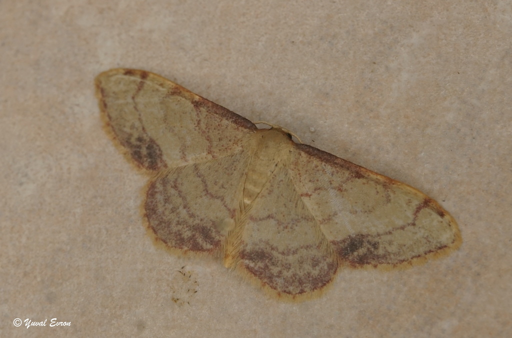 Brachyglossina purpureomarginata