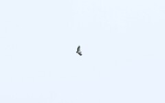 Sarcoramphus papa image