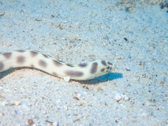 Myrichthys maculosus