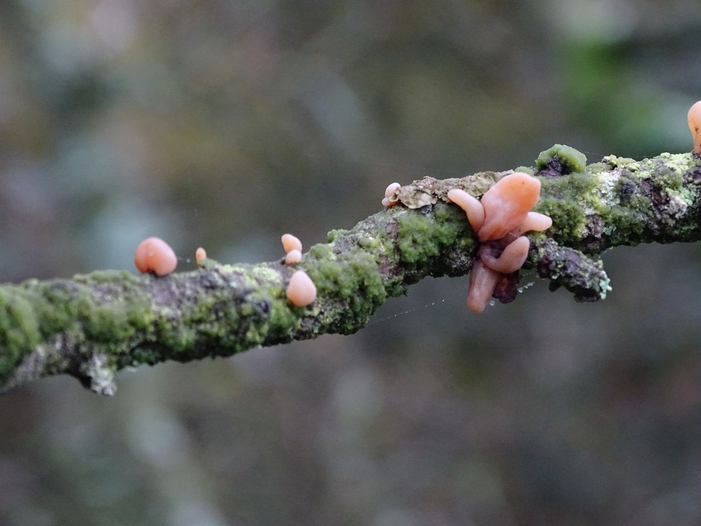 contorted pipe club from County Durham, UK on October 28, 2023 at 01:57 ...