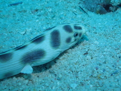 Myrichthys maculosus