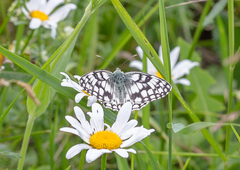 Melanargia russiae