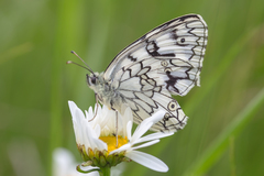 Melanargia russiae