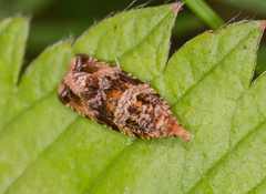 Celypha flavipalpana