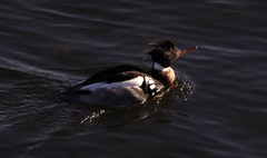 Mergus serrator