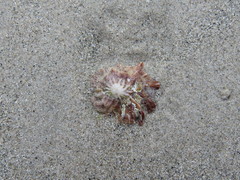 Crucibulum scutellatum