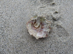 Crucibulum scutellatum