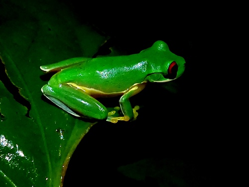 Costa Rica Brook Frog, Duellmanohyla uranochroa