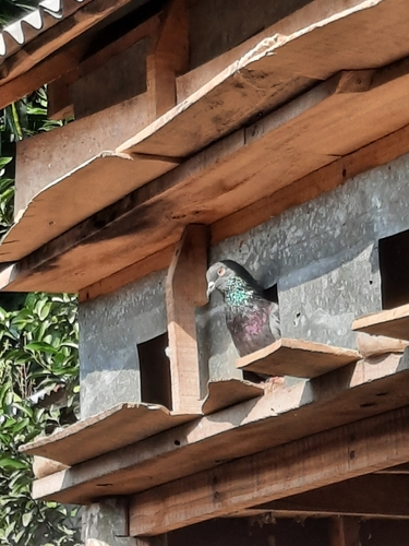 Feral Pigeon