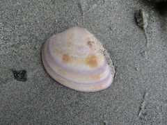 Megapitaria squalida