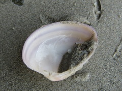 Megapitaria squalida