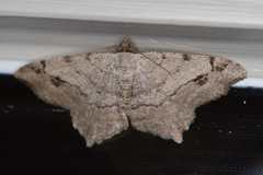 Macaria aequiferaria