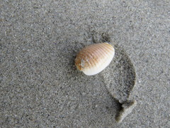 Persicula bandera