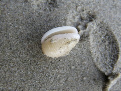 Persicula bandera