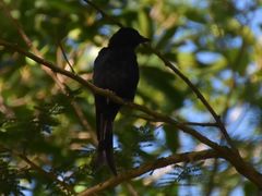 Dicrurus adsimilis adsimilis