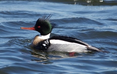 Mergus serrator