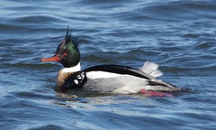 Mergus serrator