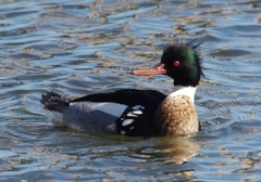 Mergus serrator