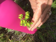 Euphorbia spathulata