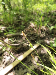 Carex laxiculmis