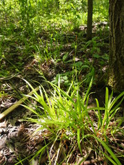Carex laxiculmis