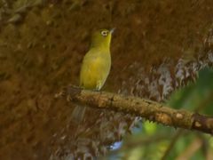 Zosterops virens virens