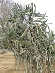 Stenocereus standleyi