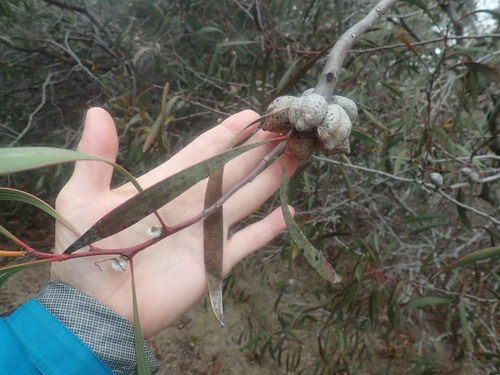 Image of Hakea laurina by no rights reserved