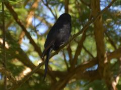 Dicrurus adsimilis adsimilis