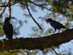 Dicrurus adsimilis adsimilis