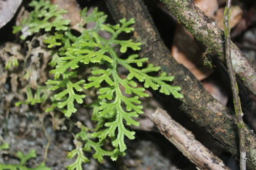 Selaginella doederleinii (Selaginella doederleinii)