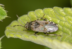 Heterogaster cathariae