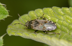Heterogaster cathariae