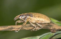 Lixus myagri