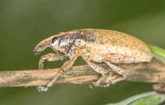 Lixus myagri