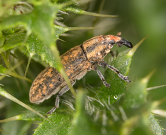 Lixus filiformis