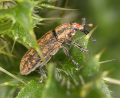 Lixus filiformis