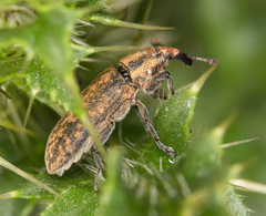Lixus filiformis