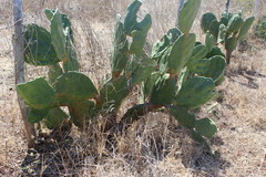 Opuntia undulata