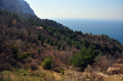 Pinus brutia pityusa