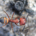 Camponotus socius - Photo 由 Alice Herden 所上傳的 (c) Alice Herden，保留部份權利CC BY-NC