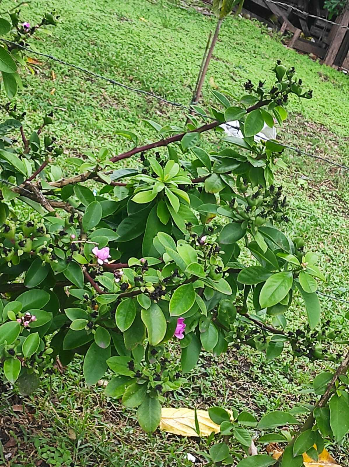Pereskia grandifolia